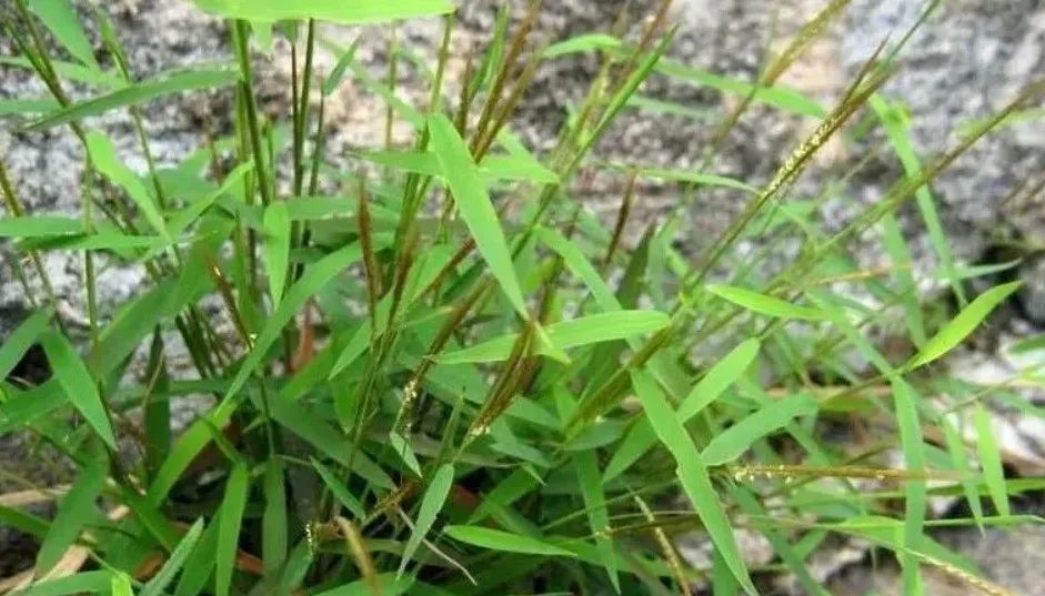 "神农草",原来就是农村老人口中的"不老草",有啥效果呢