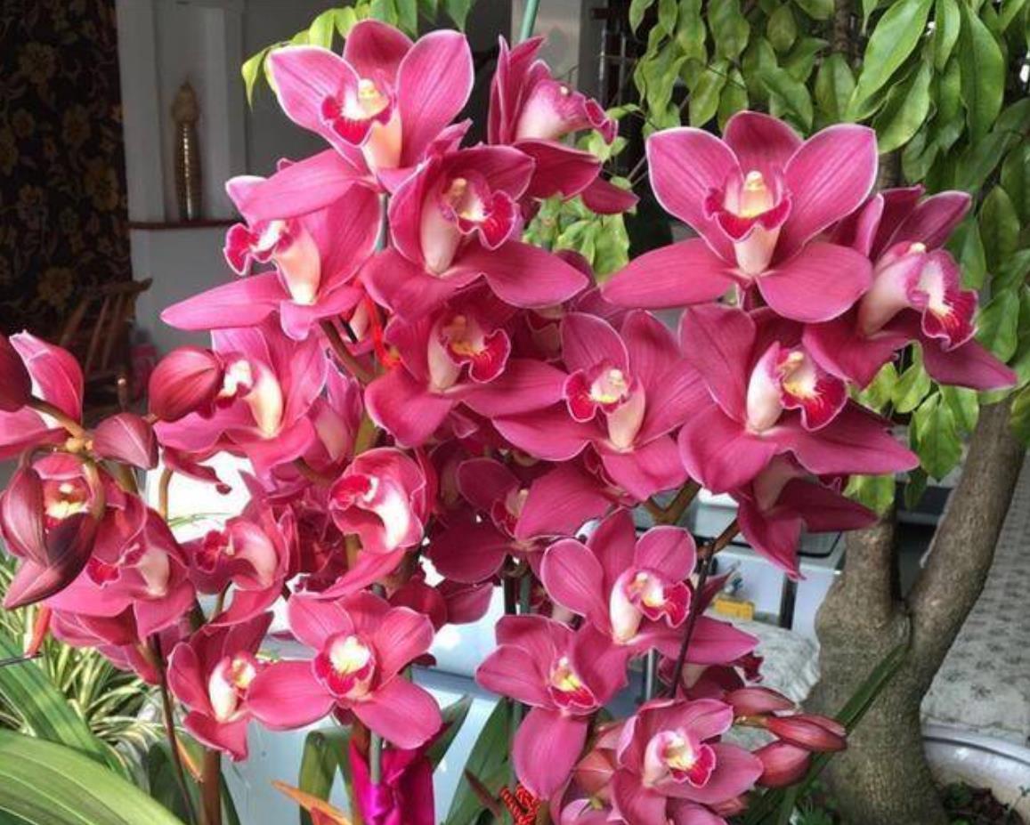 名贵兰花大将军,花色艳丽,香味浓郁,易花易芽,养在家里很喜庆