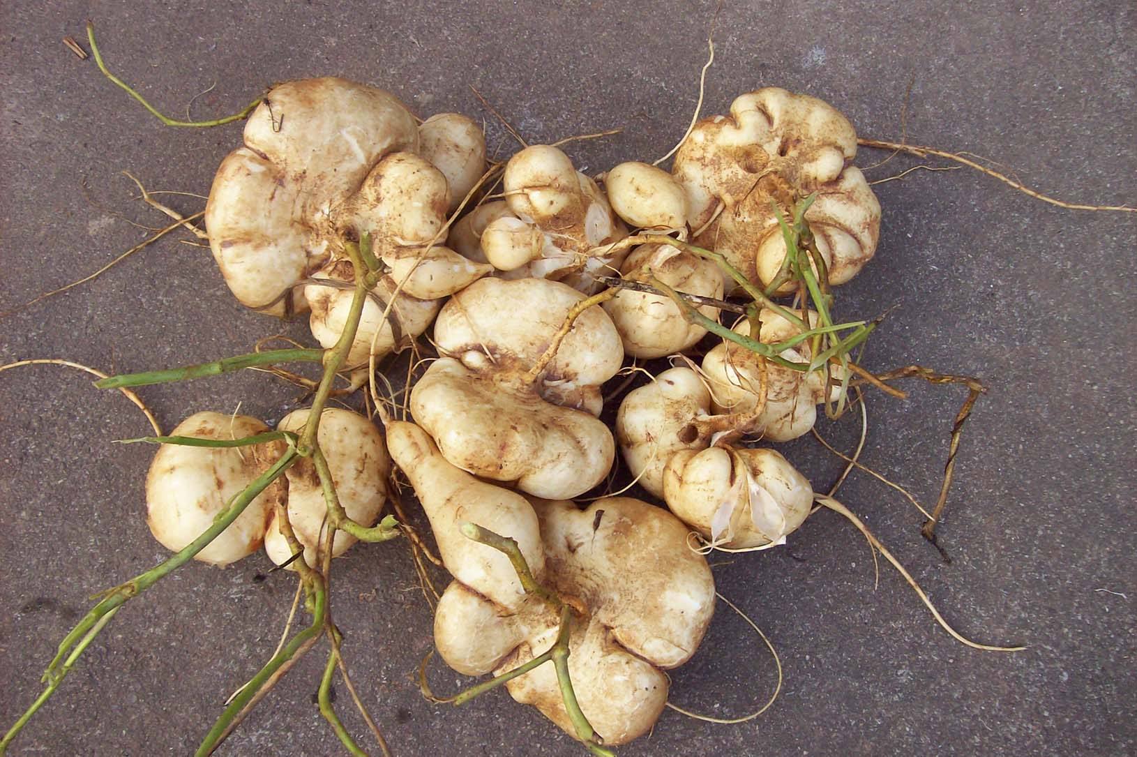 长在地下的水果人称凉薯,地瓜,既当水果吃又当菜吃,1.5元一斤