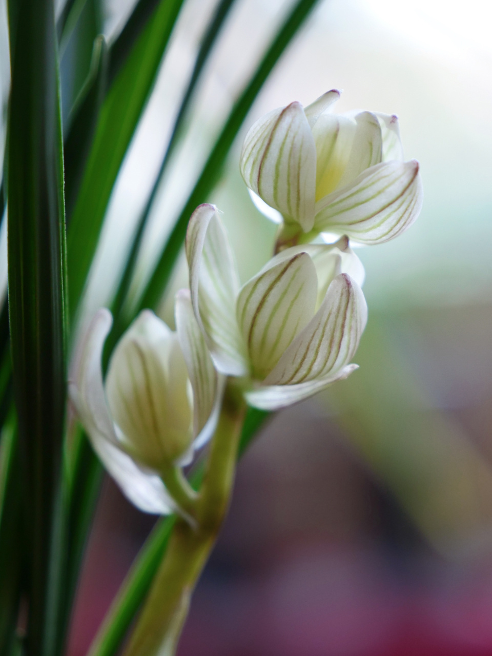 素冠荷鼎是十大名贵兰花之一