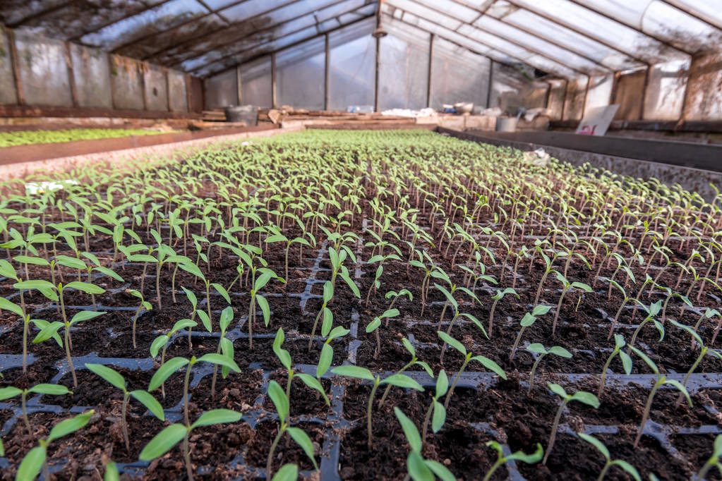 西红柿的种植方法和管理技术:老农总结的经验,一定要学