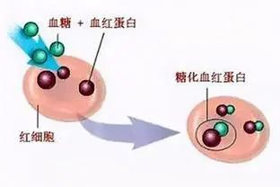 糖化血紅蛋白?傻傻分不清? ——聽聽晉州市人民醫院醫生怎麼說.