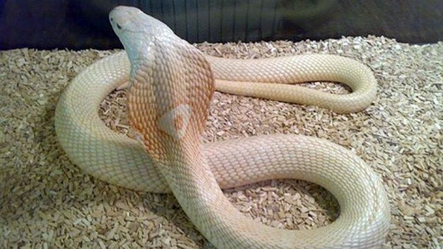 白化蛇 眼镜王蛇图片