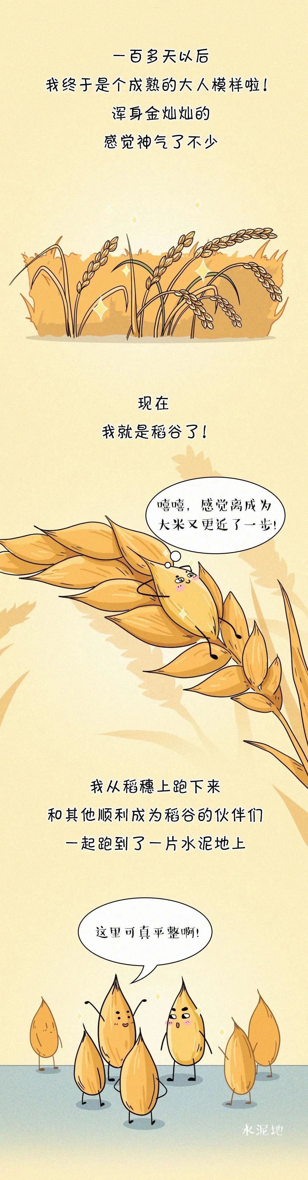 小编手绘丨一粒米的一生,粒粒皆辛苦!