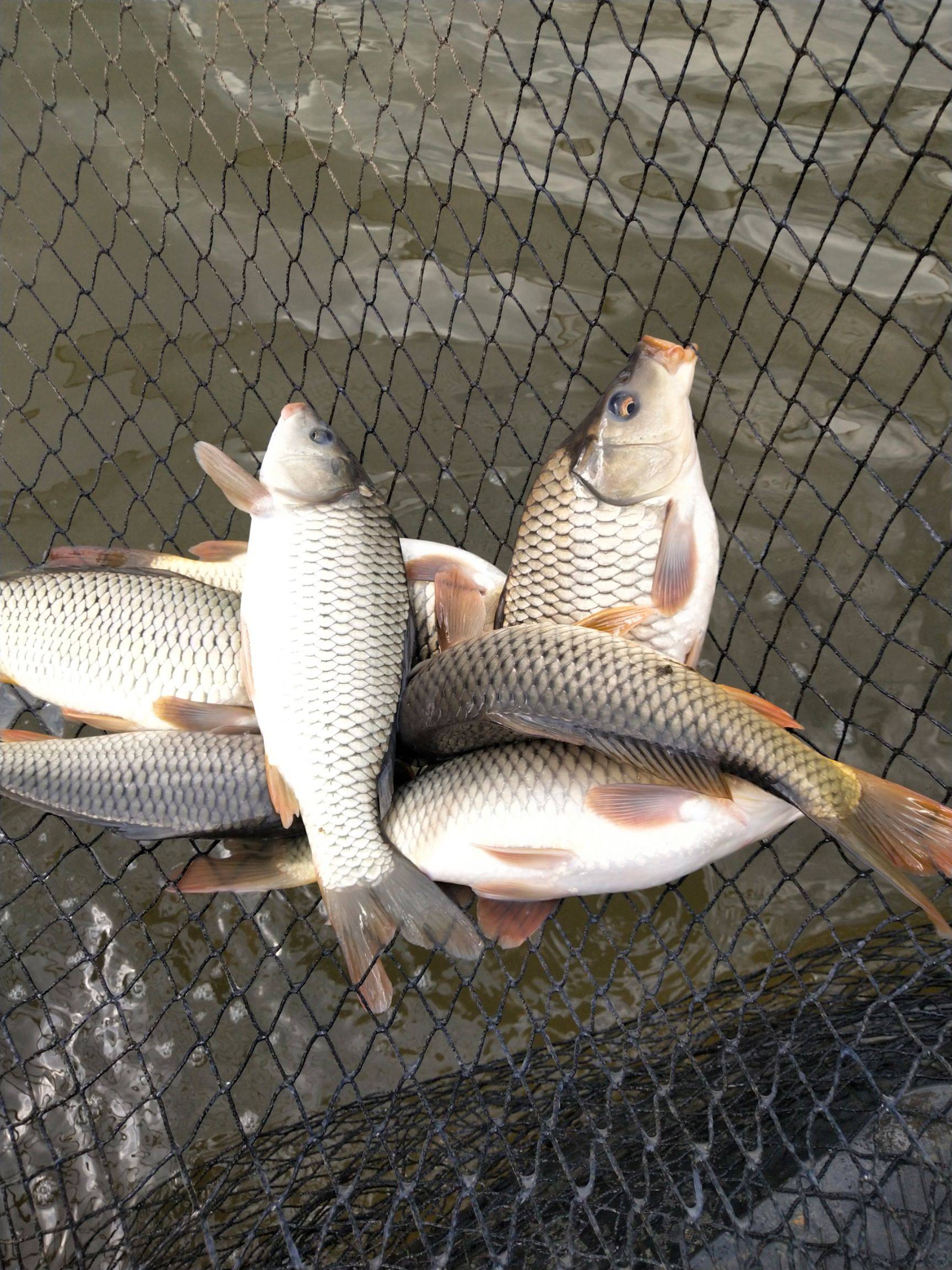 南昌一個荒廢的野塘打魚,全是幾十斤的鯉魚,大鯉魚重40斤