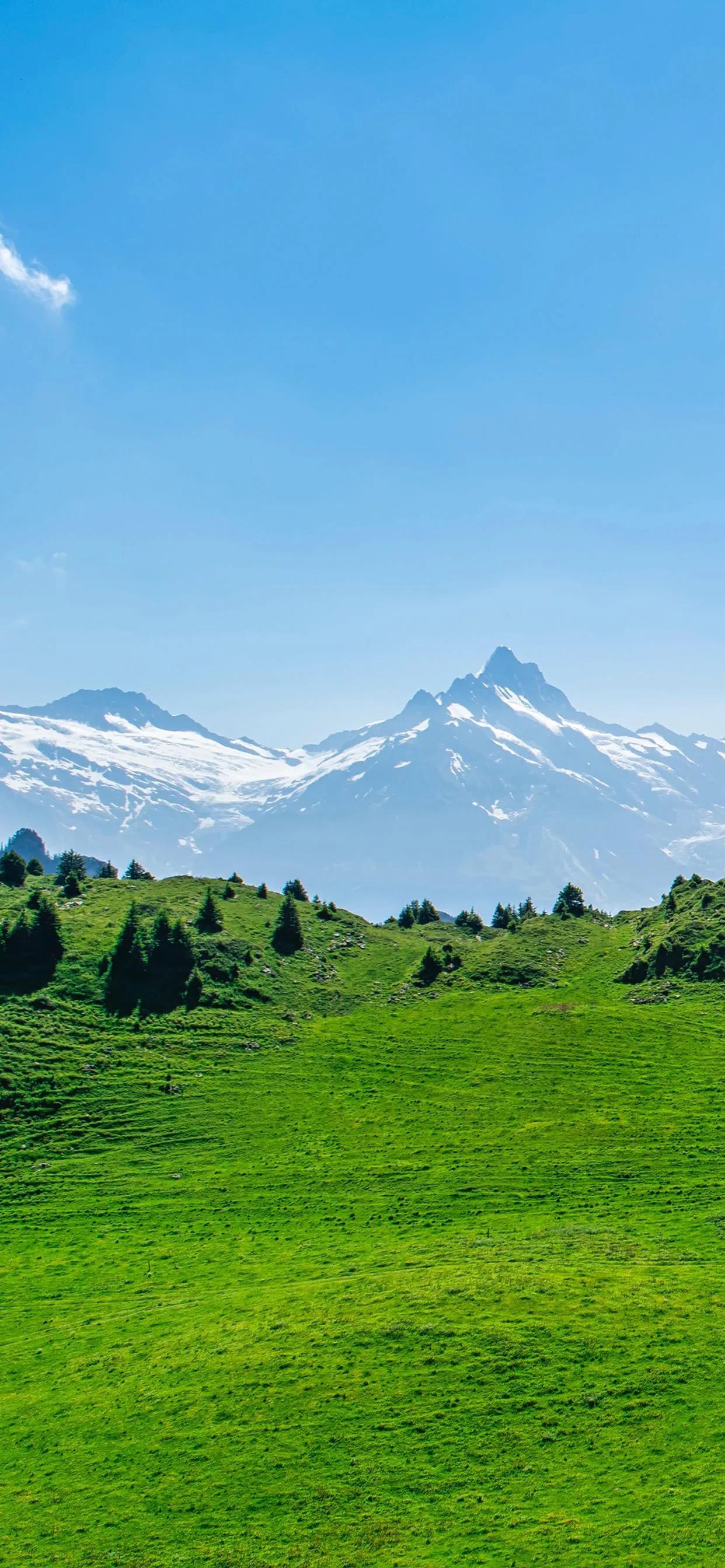 青青草原壁纸,青青草原,让你的内心不再荒芜