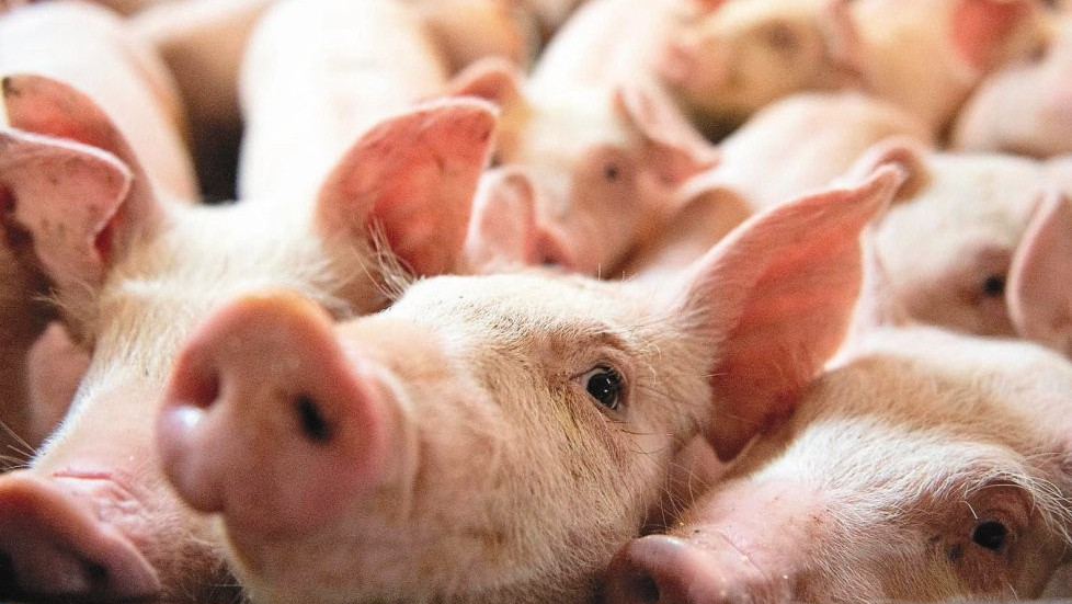 台湾猪标章不用100%自产猪,国民党:蔡当局已不是第一次自打脸了