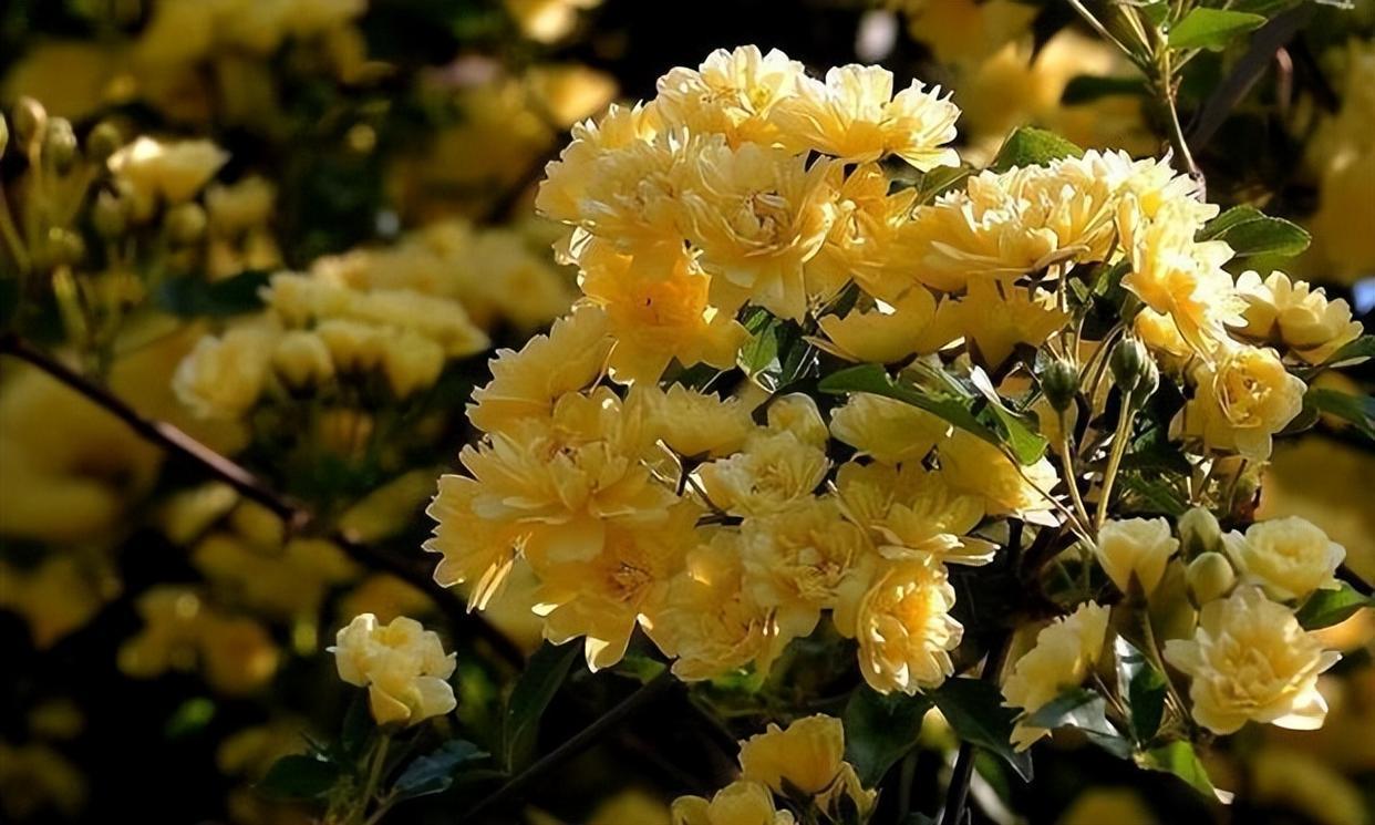 花名朴素花朵令人惊艳,木香花花香迷人,种植简单值得新手拥有