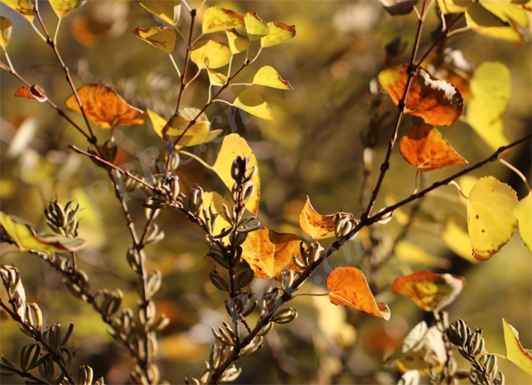 申城落叶阔叶类珍贵树种观赏地图来啦(上篇)!一起来打卡吧