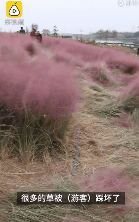 热点|“进入花田你没有花美！”景区一段硬核喊话爆火，网友：你大妈还是你大妈