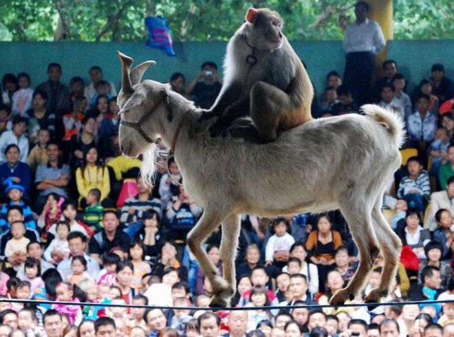 沒有遊客的動物園,打開了直播,進行了自救