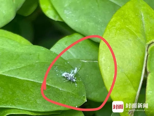 现身成都的"白色飞虫"到底是啥?专家解答来了