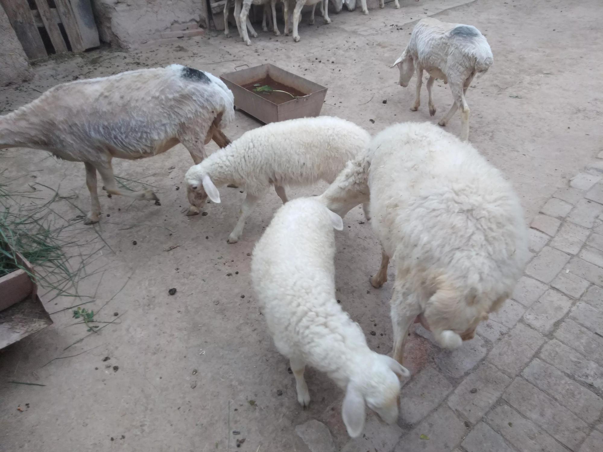 羊的价格小羊价格 - 2020年最新商品信息聚合专区 - 百度爱采购