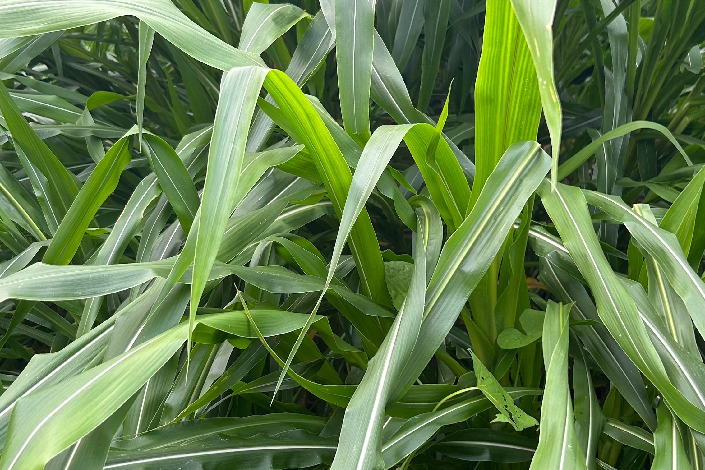 "高产冠军"墨西哥玉米草收割有哪些注意事项?25天能割一次?