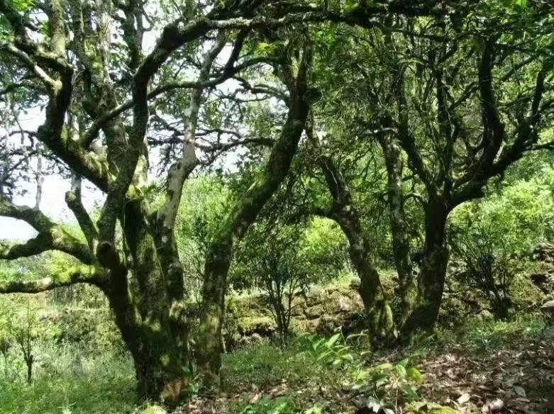 1883古井老枞:老树有余韵,别花无此姿