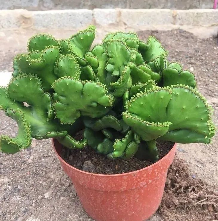 青春洋溢绿意盎然的多肉,膨珊瑚这么养护,姿态优美高贵大气