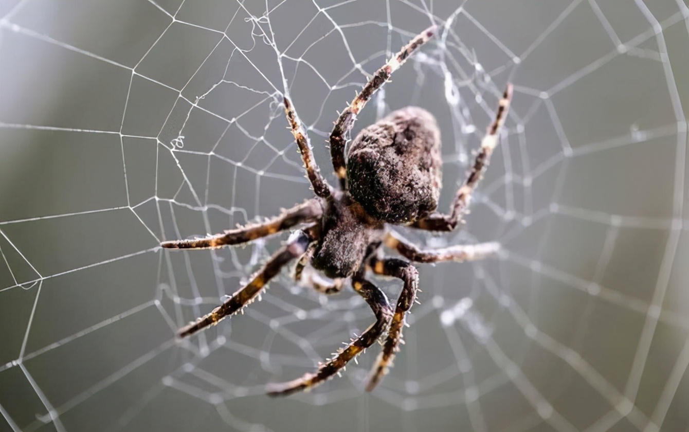 酶蜘 baijiahao.baidu.com