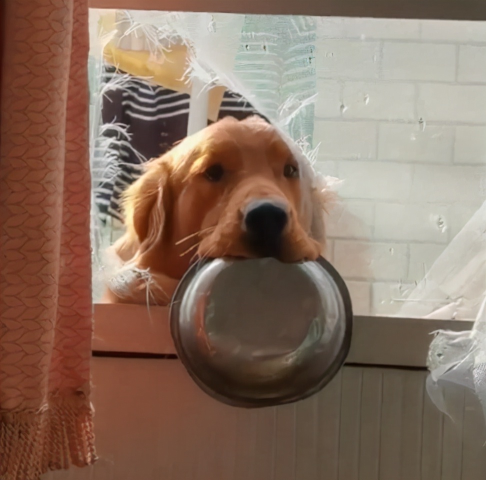 河北一主人赖床不给狗子喂饭,狗叼着饭盆一脸幽怨地在门外望着她