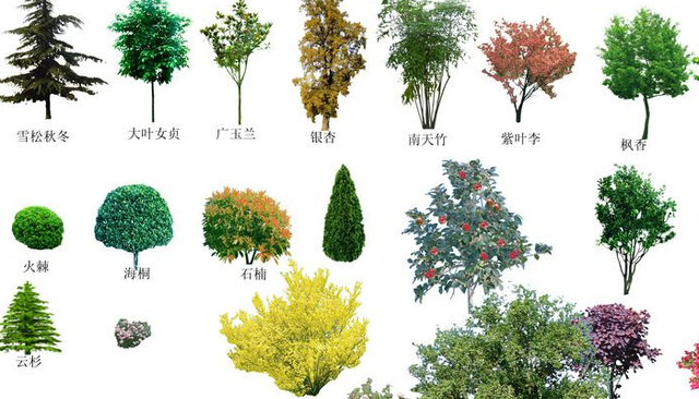 乔木灌木草本属于什么分类方法