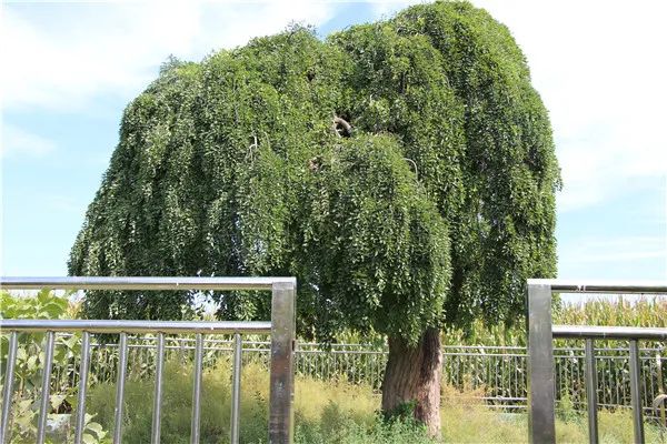 慶陽古樹丨鞏焴手植龍爪槐