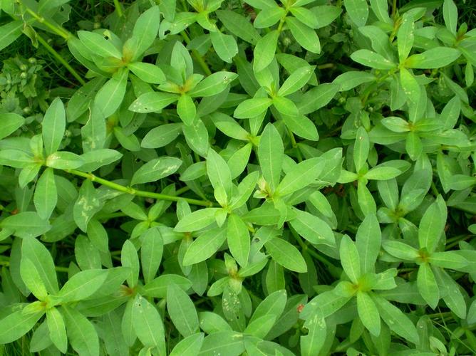 阔叶杂草有哪些?