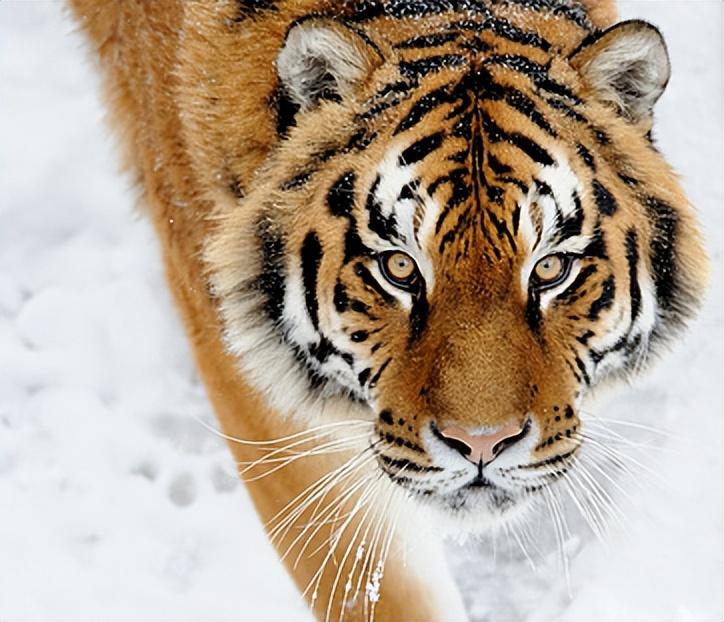 5头东北虎"惊现"吉林小镇,体重超500斤,一击就能拍碎野猪的头