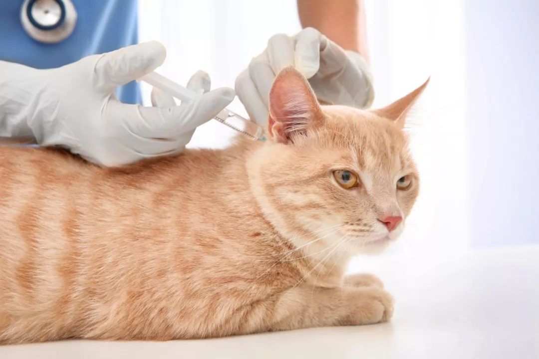 猫咪患有"寄生虫"的表现,你家猫驱虫了吗?