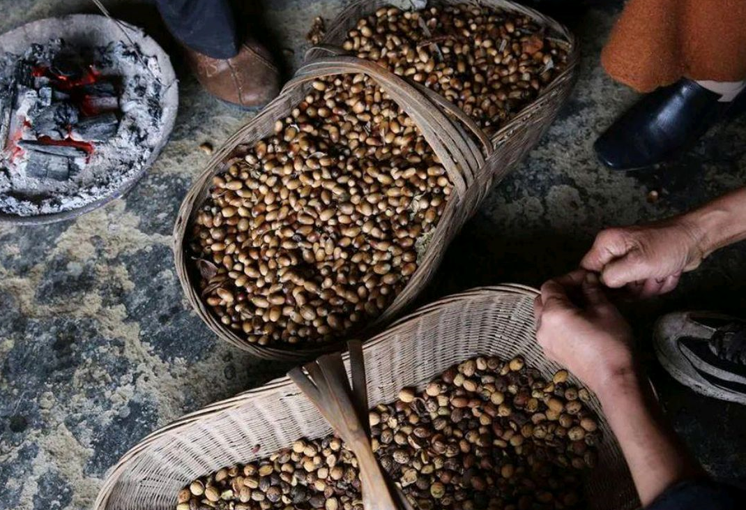 农村野生橡子的用途了解下