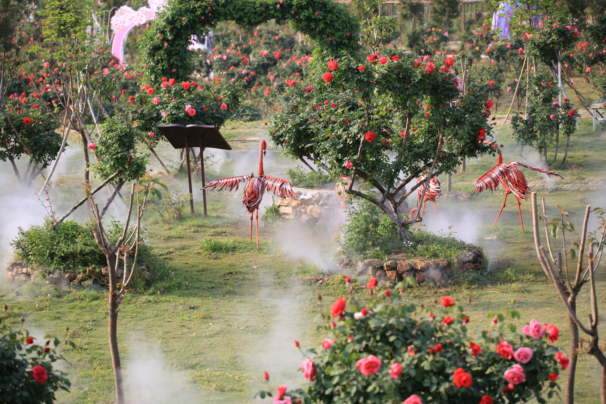 湖北襄阳:农民租地建600亩月季园,发展月季产业,带领乡亲致富