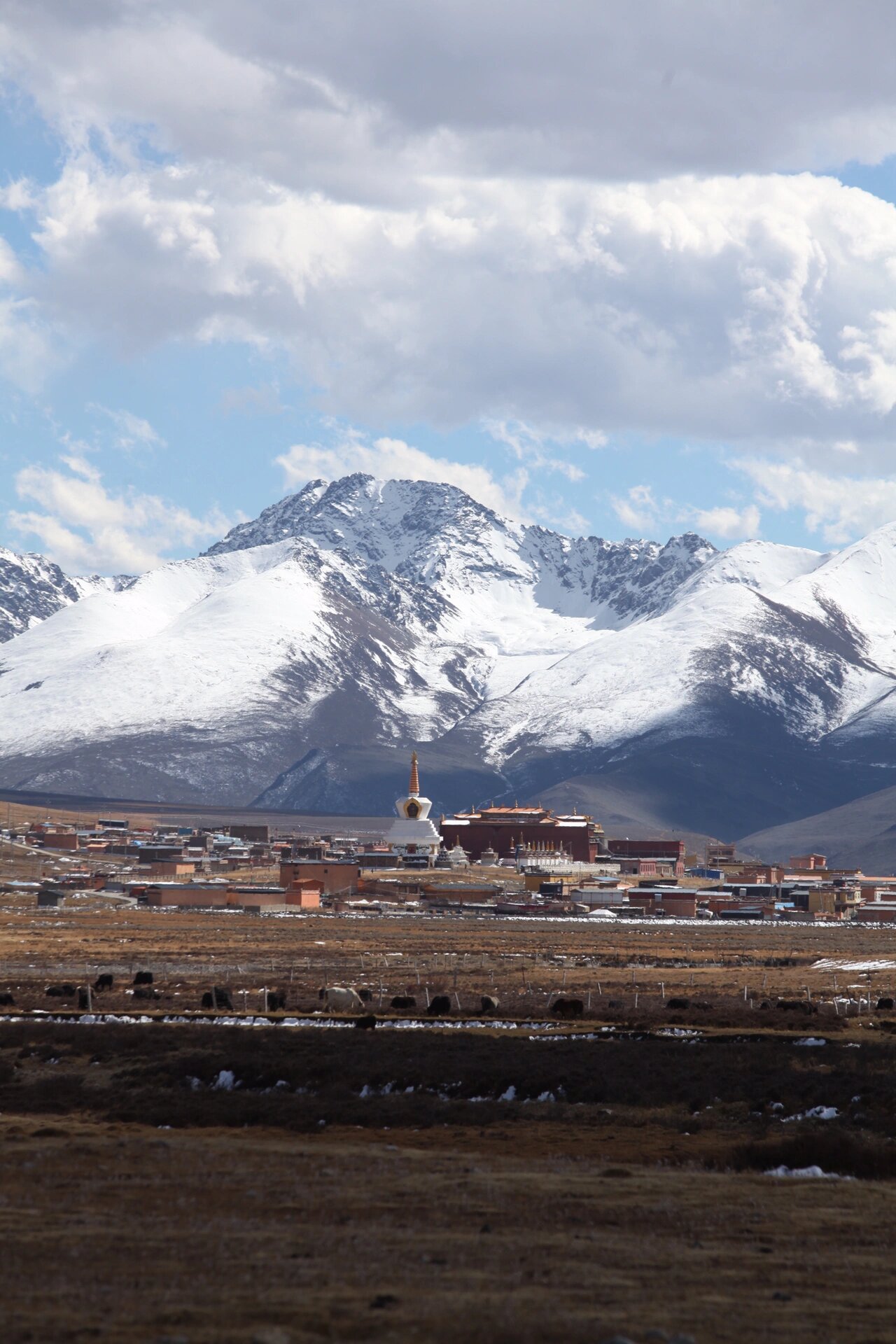 在理塘6015雪山下的神塔与牛羊live