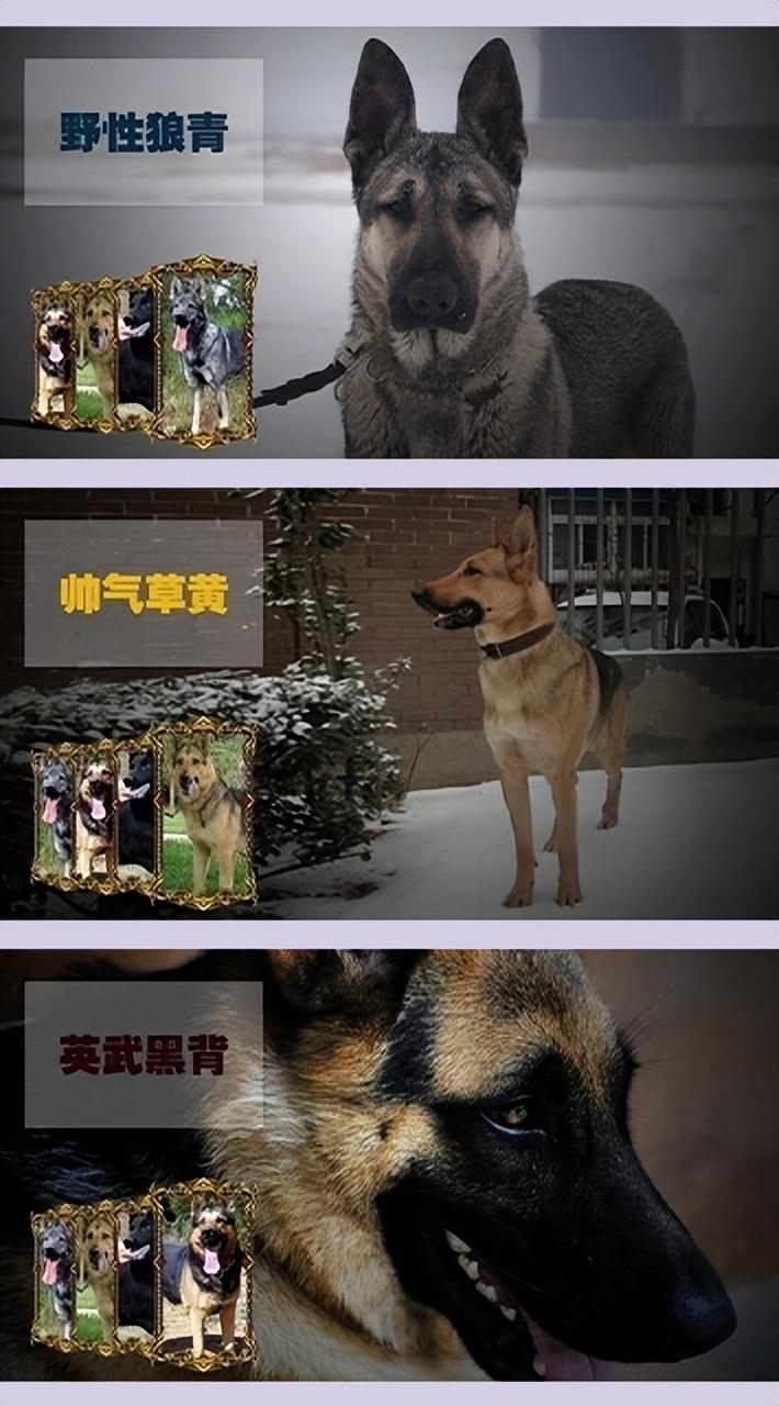 中国昆明犬是世界十大名犬之一