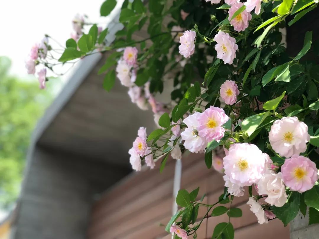 老公无意中买的花,花量巨大,邻居都羡慕