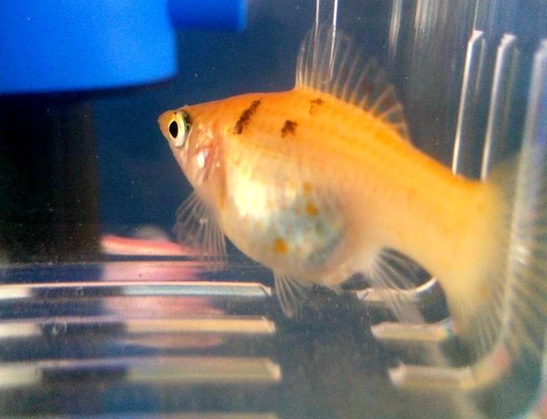 酒糟喂鱼需要提前怎么弄才能喂?