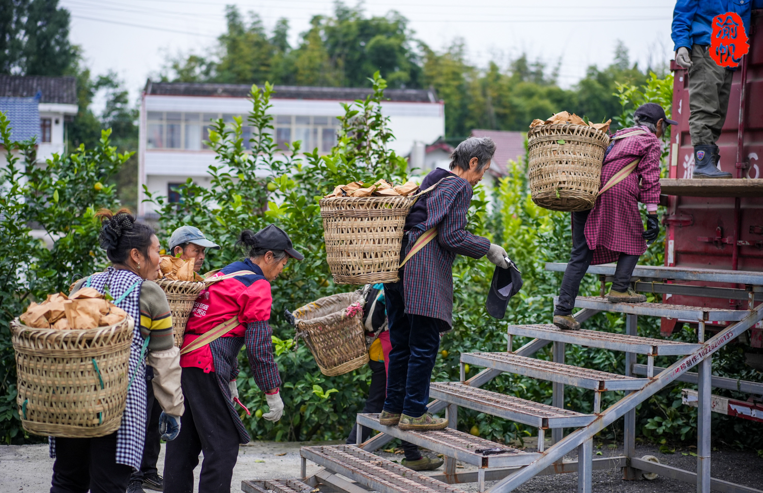 潼南柠檬基地图片