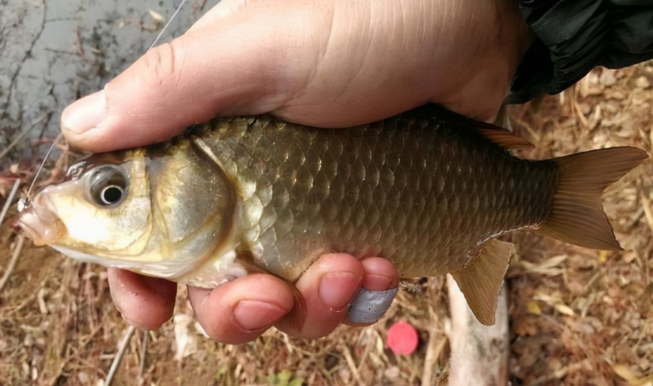 冬季刚钓上几条鱼就停口了怎么办?想要解决需做好三件事