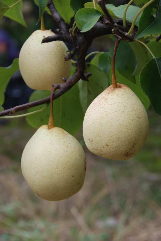 河北梨的品种有哪些