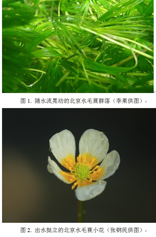 如今,在海淀,延庆,昌平,怀柔和密云等地都发现了水毛茛的身影 黑鳍鳈