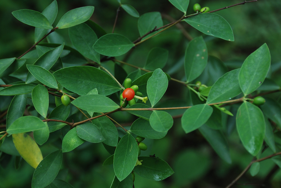 此神兵不俗,救了赵匡胤的命而赐名"紫金鞭",小贼常随身携带