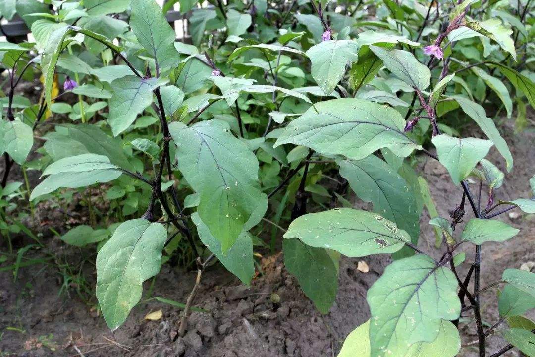 茄子育苗会遇到哪些问题,解决方法是什么?还有哪些注意事项?