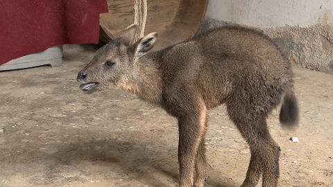 野生中华斑羚幼崽受伤 竹溪居民热心救助