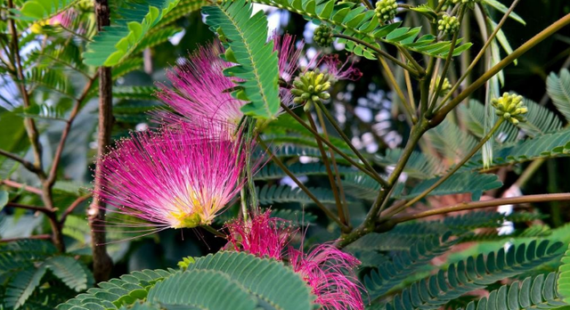 1种绿化树开花如扇子,粉嫩嫩,美极了!不少人见过却说不出名字
