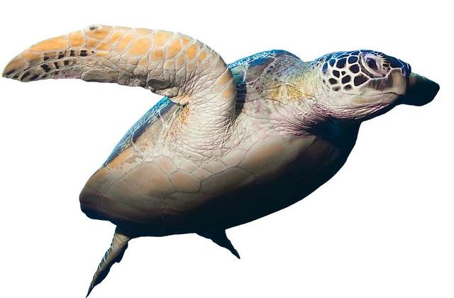 太罕见!澳大利亚海滩出现白色海龟,龟体模样特殊引人深思