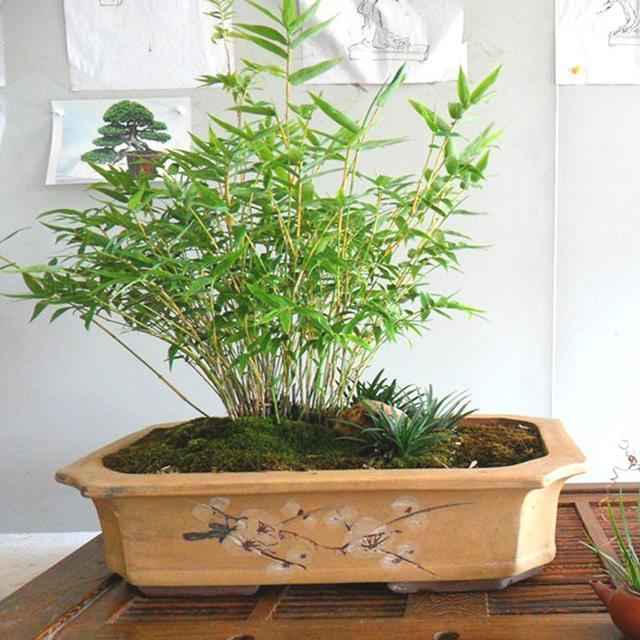 竹子种类繁多,有哪些品种适合用来制作盆景?