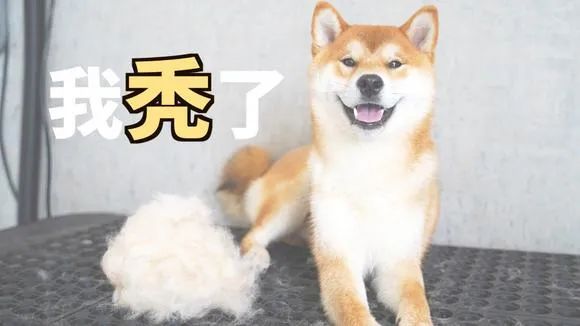 说到柴犬