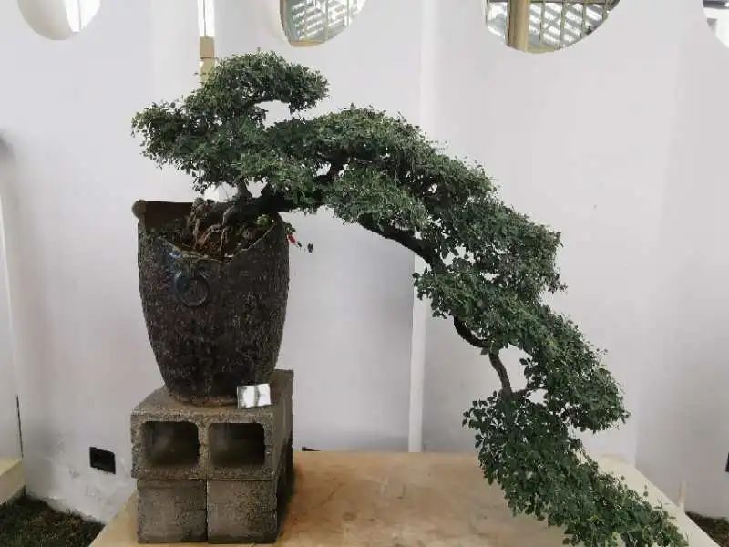 小小花木盆景,致富一个村