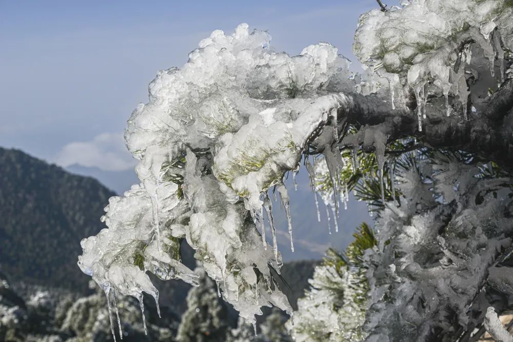 大别山的雪之小品二树上挂冰凌!