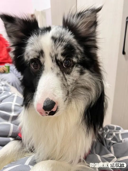 深圳寻狗启事!年龄1岁3个月的边牧(陨石色黑白色),宠友社发布