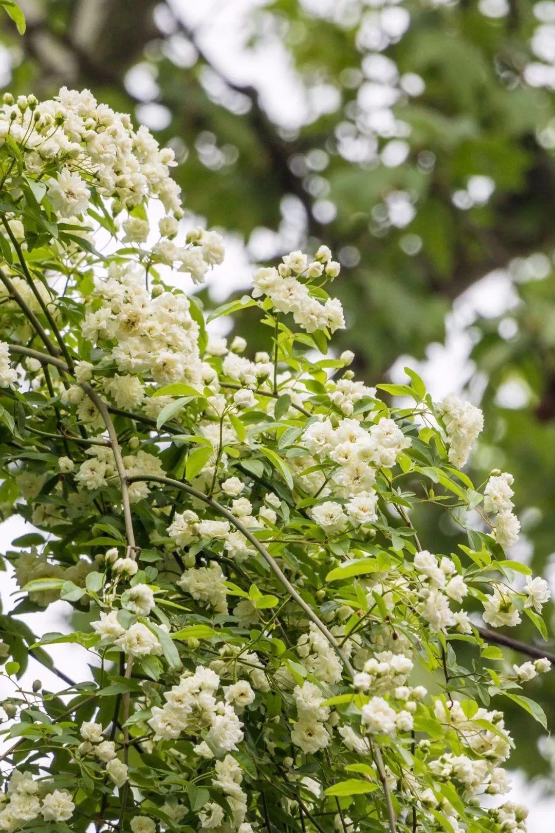 花卉霸主木香花,爬藤能力强,香气馥郁,花期还长