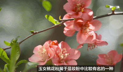 她还复原了武则天使用过的玉女桃花粉. 作用是祛除面部斑点,美白肌肤.