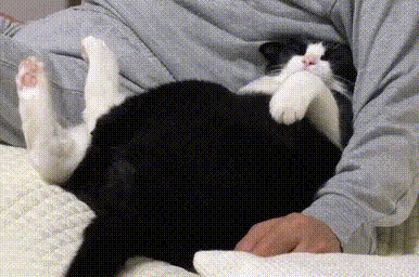 猫知道人在睡觉吗?